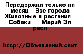 Передержка только на месяц - Все города Животные и растения » Собаки   . Марий Эл респ.